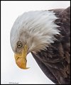 _3SB1356 bald eagle profile